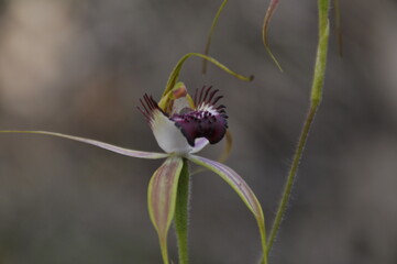Carousel spider orchid flowering in Perth
