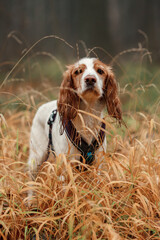 spaniel in the grass