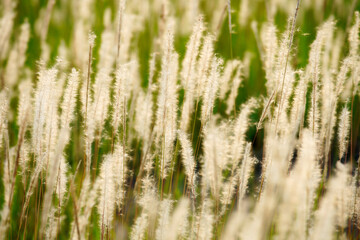 Fototapeta na wymiar field of reed flower