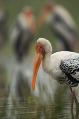 Portrait of a Painted stork at Bhigwan bird sanctuary, Maharashtra, India