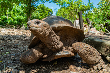 Aldabra giant tortoise, Turtle in Zanzibar, Tanzania.