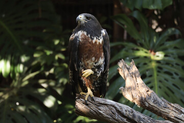 Jackal Buzzard sitting on tree stump. Southern African bird of prey.