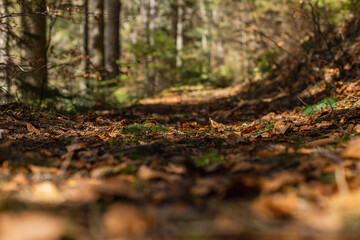 Dry leaves on ground in forest.
