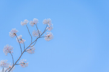 蹴上インクラインの桜