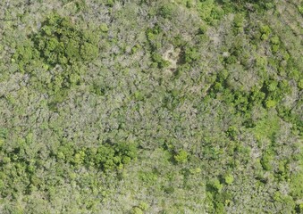 Top View Aerial Photograph of Forest