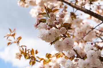 散歩で出会った種類の違う桜