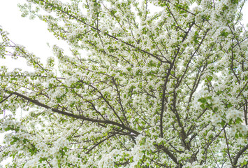 White fresh fruit tree flowers in spring.