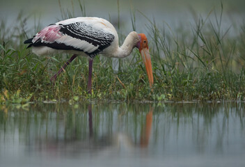 Painted stork feeding at Bhigwan bird sanctuary, Maharashtra