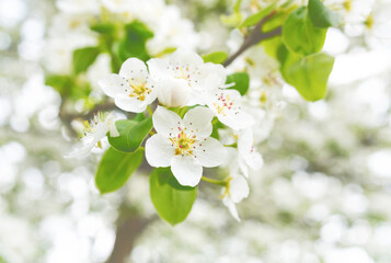 White fresh fruit tree flowers in spring.