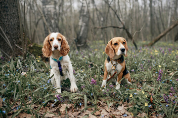 beagle and spaniel