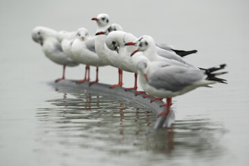 Selective focus on the middle brown-headed gulls perched in a row  at Bhigwan bird sanctuary Maharashtra