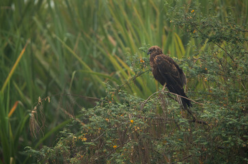 Eurasian Marsh harrier on a tree at Bhigwan bird sanctuary, Maharashtra
