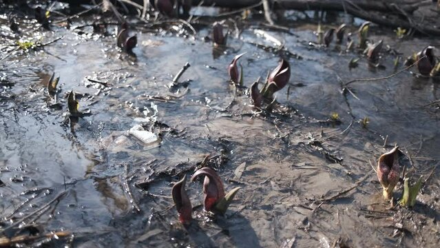 Symplocarpus foetidus dans un marais	
