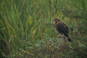 Eurasian Marsh harrier perched on a tree at Bhigwan bird sanctuary, Maharashtra