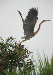 Purple heron takeoff, Bhigwan bird sanctuary, Maharashtra, India