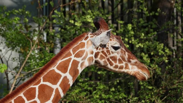 Giraffe, Giraffa camelopardalis is an African even-toed ungulate mammal, the tallest living terrestrial animal and the largest ruminant.