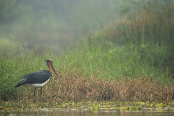 Greater adjutant  in green at Bhigwan bird sanctuary Maharashtra