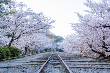 蹴上インクラインの桜