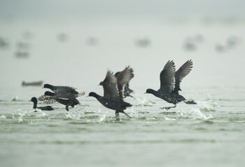 Eurasian coot running away at Bhigwan bird sanctuary, Maharashtra, India