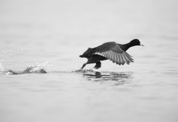 Eurasian coot takeoff ay Bhigwan bird sanctuary, Maharashtra