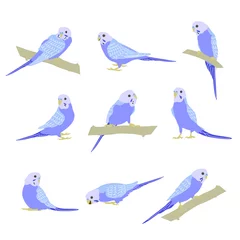 Foto op Canvas Budgerigar violet parrots set sitting on brunch. Budgie bird, or colorful Parakeet pet cartoon style illustration on white background. © designer_golovkina