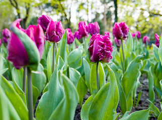 Violet tulips in the garden