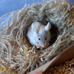 Satin house mouse. Decorative satin grey mouse. A pet, a funny pet.