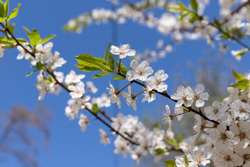 Beautiful branches of blossoming cherries. Beautiful abstract spring background.