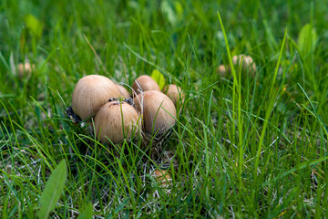 mushrooms in the green grass