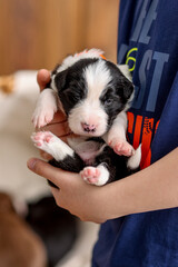 szczeniaki border collie © marekka