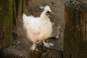 white bantam chicken on farm