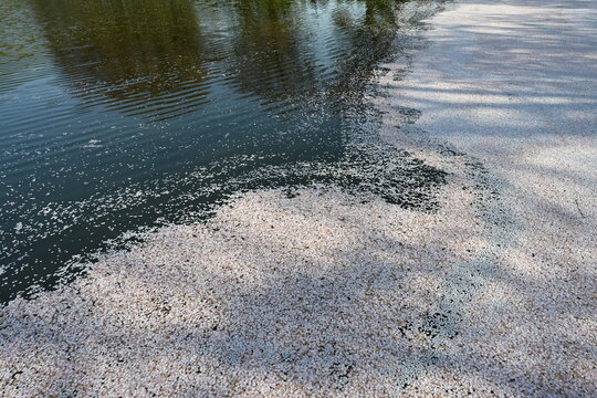 桜の花びらが散り、水面に集まり花筏となっている限られた季節だけの風景