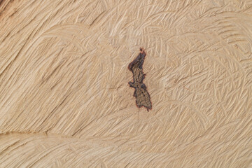 Obraz premium wood of the trunk cut. Wood texture.