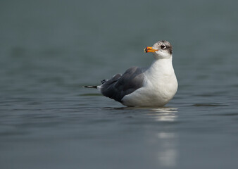 Portrait of a Great black-headed gull at Bhigwan bird sanctuary, India