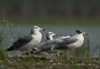 Great black-headed gulls at Bhigwan bird sanctuary, India