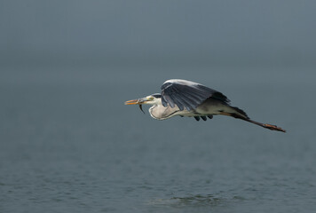 Grey heron with a fish catch at Bhigwan bird sanctuary, India