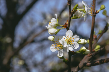 Obraz premium A flowering branch of a fruit tree on a blurred natural background. A spring flowering branch against the blue sky. Spring young flowers. Selective focus.