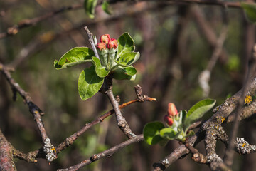 Buds of unopened flowers on a branch in spring. A branch of an apple tree with young green leaves in early spring. A branch of an apple tree before flowering. Selective focus. Natural green background
