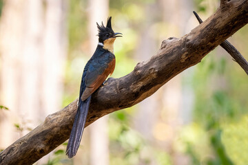 Image of Chestnut winged cuckoo on a tree branch on nature background. Bird. Animals.