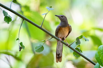 Image of White rumped Shama ( Kittacincla malabarica) on the tree branch on nature background. Bird. Animals.