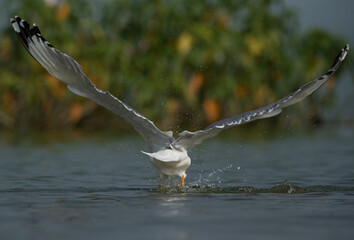 Great black-headed gull takeoff at Bhigwan bird sanctuary, India