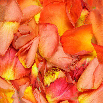 Peach and Orange rose pedals background, square for any crop.