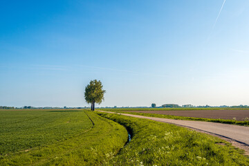 Fototapeta na wymiar Dutch rural landscape in the spring season. Part of the fields have already been sown and another part is still fallow. The fields are separated by a ditch and a narrow country road with trees.