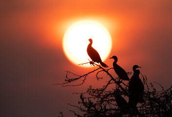 Silhouette of Little cormorant during sunset at Bhigwan bird sanctuary Maharashtra