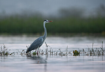 Grey heron in the evening at Bhigwan bird sanctuary, India