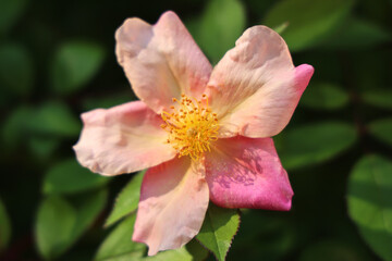 Maggio: fioritura di rose canine spontanee a fiori semplici, dettaglii di fiori in primo piano