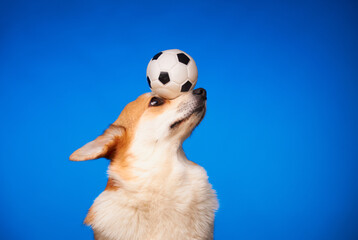 Cute Welsh Corgi Pembroke dog holding a ball on his nose against a blue background. The dog plays with the ball. Ball games for dogs. Training.
