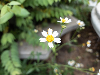 white and yellow flowers