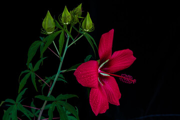 Texas Star Hibiscus