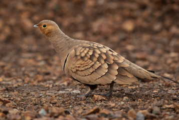 Chestnut-bellied sandgrouse at Bhigwan bird sanctuary, India